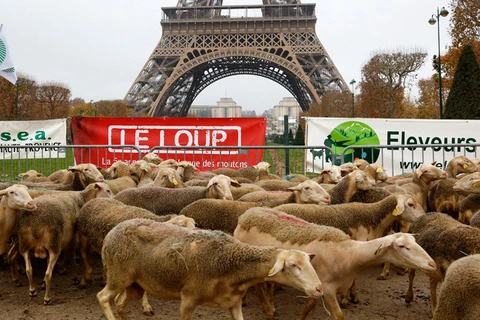 Hàng trăm con cừu tới tháp Eiffel phản đối việc bảo vệ loài sói