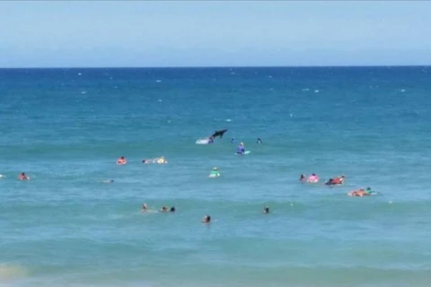 Cá mập bất ngờ xuất hiện ngay cạnh các vận động viên lướt sóng