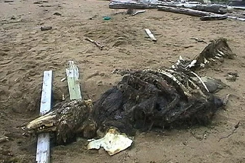 Bí ẩn bộ xương của "quái vật" lạ xuất hiện ở bờ biển nước Nga