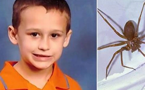Mỹ: Cậu bé 5 tuổi thiệt mạng vì bị nhện cắn ngay trong nhà