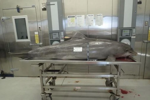 Báo động tình trạng dùng mũi tên để sát hại cá heo ở Vịnh Mexico