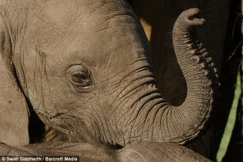 Chú voi con đau đớn khi thấy voi mẹ bị kẻ săn trộm bắn chết