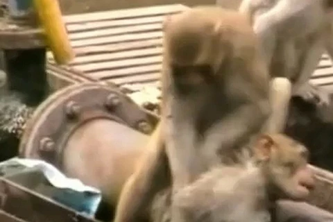 Chú khỉ thông minh cứu bạn bị điện giật thoát khỏi "lưỡi hái tử thần" 