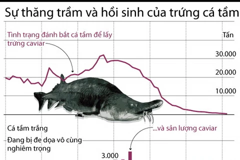 [Infographics] Sự thăng trầm và hồi sinh của trứng cá tầm