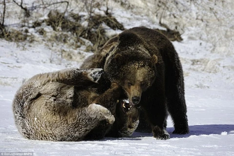 Cận cảnh cuộc chiến gay cấn, khốc liệt giữa hai con gấu xám