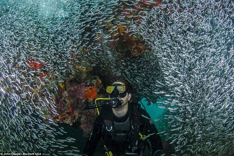 [Photo] Vẻ đẹp huyền ảo khi bơi giữa hàng triệu con cá cơm