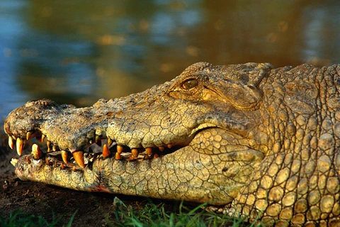 Ngư dân giết cá sấu khổng lồ để trả thù cho người vợ mang thai