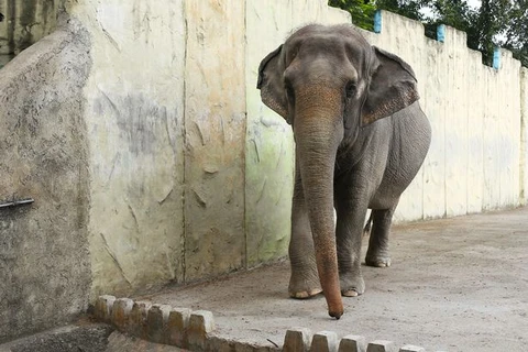 Đau khổ và bệnh tật đe dọa tính mạng chú voi cô đơn nhất thế giới 