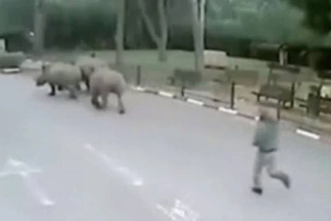 Ba con tê giác "vượt ngục" khi nhân viên bảo vệ sở thú ngủ gật