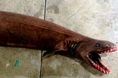 Ngư dân hốt hoảng với con cá mập "thời tiền sử" với... 300 cái răng 