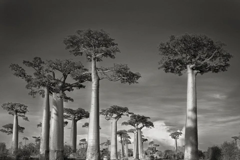 [Photo] Những cây cổ thụ lớn nhất thế giới và đẹp đến ngỡ ngàng