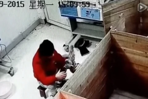 Nhân viên vườn thú bị sa thải vì đánh liên tiếp vào đầu hổ con