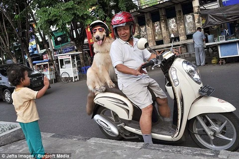 Hai chú chó thích đeo mắt kính thời trang và ngồi trên xe máy