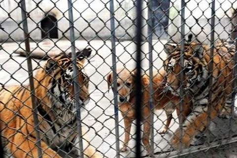 Chú chó sống hạnh phúc, vui vẻ cùng hai con hổ trong vườn thú
