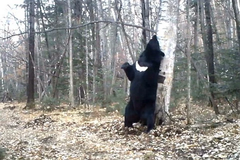 Hài hước chú gấu đen có "sở thích" dựa vào thân cây để gãi lưng