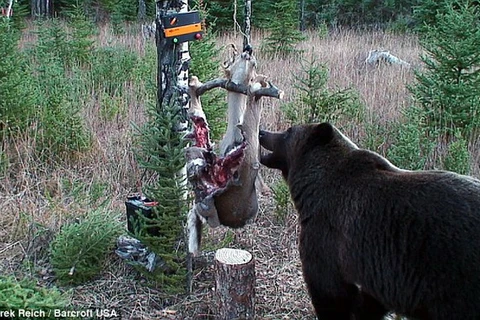 Chú gấu kiên trì chờ 14 tiếng để ăn miếng mồi bị dính điện