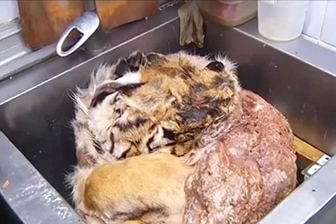 Nhà hàng Nga "gây sốc" khi cho cả thịt hổ, báo vào thực đơn