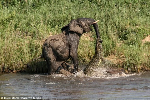 [Photo] Chú voi đáng thương bị cá sấu cắn vòi khi uống nước