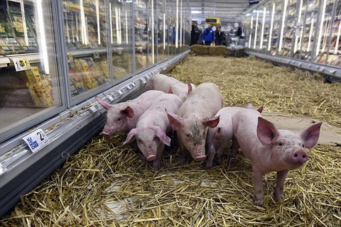 [Photo] Nông dân biểu tình bằng cách thả lợn vào trong siêu thị