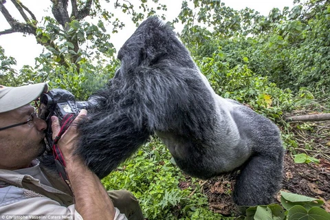 Khỉ đột cao 2m tức giận vì bị chụp ảnh, lao vào tấn công người