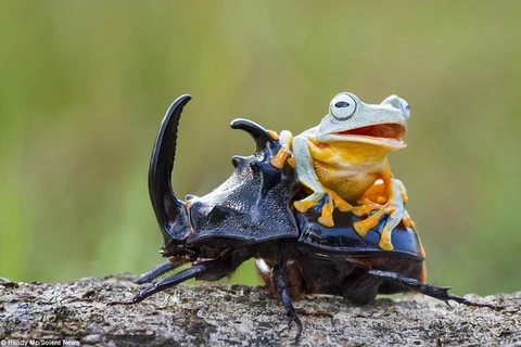 [Photo] Chú ếch tinh nghịch cố trèo lên lưng con bọ cánh cứng