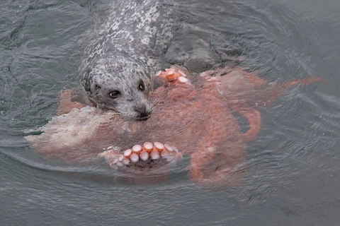 [Photo] Cận cảnh màn săn bạch tuộc ấn tượng của chú hải cẩu đói