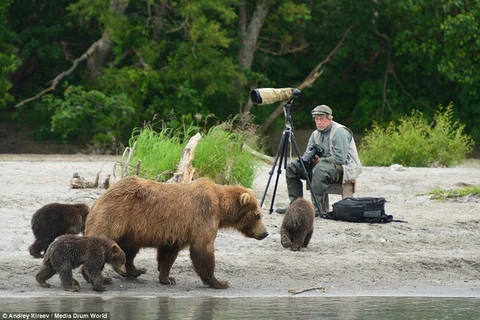 Người đàn ông dũng cảm ngồi giữa bầy gấu để... chụp ảnh 