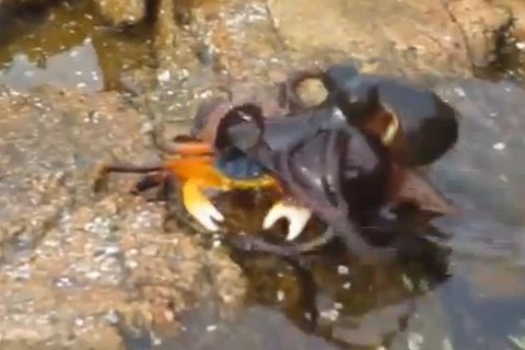 [Video] Con cua bị bạch tuộc tấn công đột ngột và kéo xuống nước