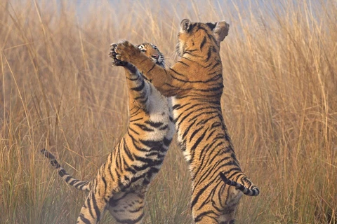 Cận cảnh màn tấn công như khiêu vũ của hai chú hổ Bengal