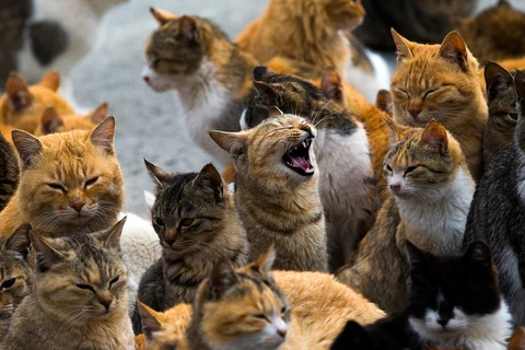 [Photo] Khám phá "hòn đảo mèo" thú vị, đặc biệt tại Nhật Bản