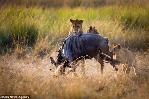 [Photo] Linh dương đầu bò phải bỏ mạng trước đàn sư tử đói
