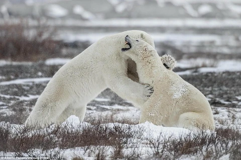 Màn chiến đấu căng thẳng, quyết liệt của hai chú gấu Bắc Cực
