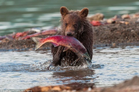 [Photo] Cận cảnh màn săn cá hồi ngoạn mục của các chú gấu con