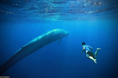Khám phá tour du lịch mạo hiểm cùng các con cá voi xanh khổng lồ