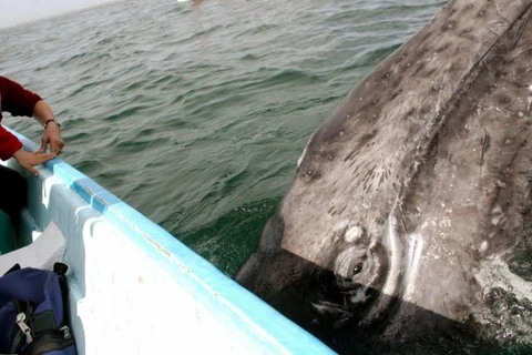 Người phụ nữ mất mạng vì va chạm với cá voi khi đứng trên thuyền