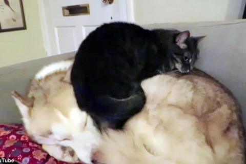 [Photo] Chú mèo nghịch ngợm thích leo lên lưng chó để ngủ 