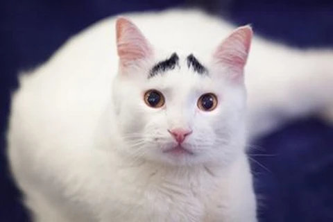 [Photo] Chú mèo "nổi như cồn" nhờ bộ lông mày kỳ lạ, đặc biệt