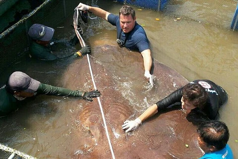 [Photo] Cận cảnh con cá đuối khổng lồ ở Thái Lan nặng hơn 360kg