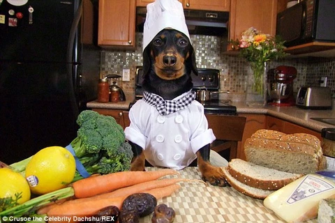 [Photo] Chú chó bỗng dưng nổi tiếng nhờ hóa thân thành...đầu bếp