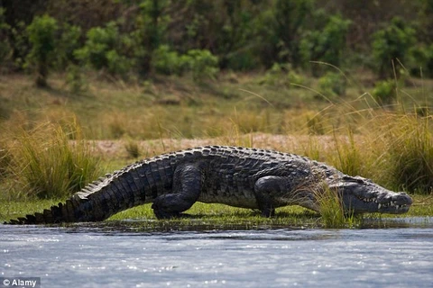 Du khách sợ hãi khi tận mắt thấy cảnh cá sấu ăn thịt người