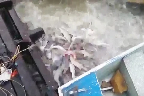 [Video] Cảnh tượng xâu xé đáng sợ của loài cá ăn thịt piranha