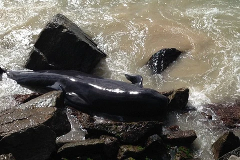 Nhiều chú con cá voi bị chết vì mắc kẹt ở tường chắn sóng