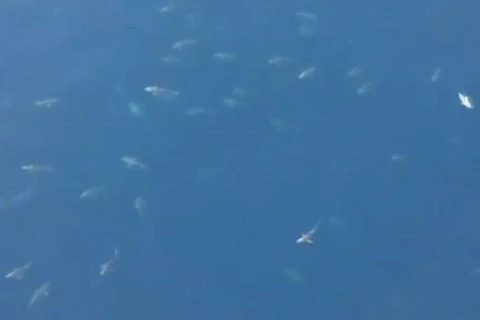 [Video] Cận cảnh chuyến di cư của hàng trăm con cá mập