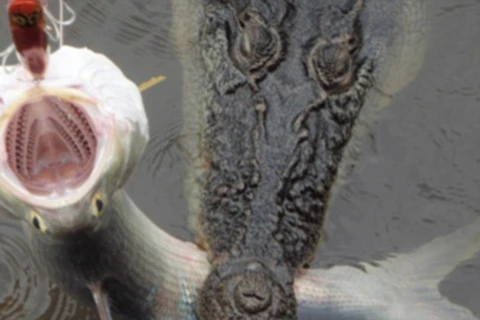 Ngư dân hốt hoảng khi thấy một con cá sấu khổng lồ cắn câu