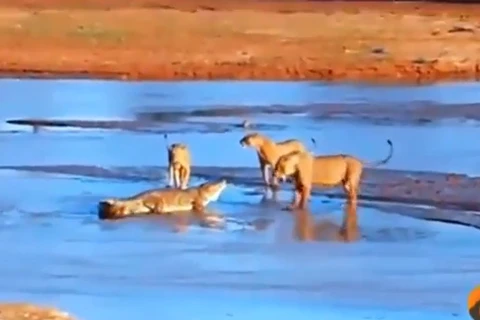 Trận chiến không khoan nhượng giữa cá sấu và 3 con sư tử đói