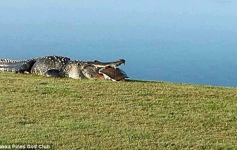Con cá sấu từng làm loạn sân golf ăn thịt chú rùa tội nghiệp