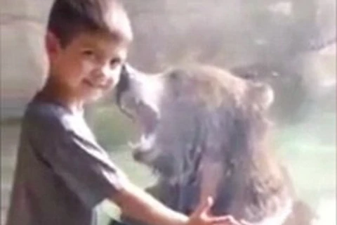 [Video] Cậu bé thích thú khi đứng cạnh con gấu nâu hung dữ