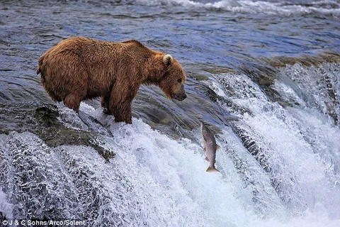 [Photo] Cận cảnh màn săn cá hồi gay cấn, thú vị của gấu nâu