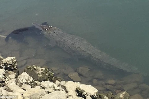 [Video] Du khách sợ hãi khi thấy con cá sấu cắn chú chó dưới sông