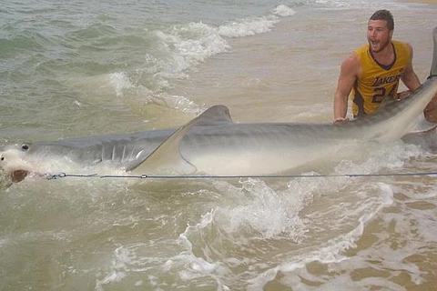 Chàng trai dũng cảm tay không chinh phục con cá mập dài 4m